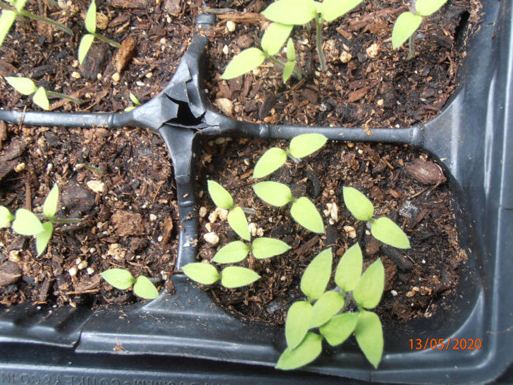 Seedlist SI-SZ